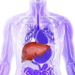 liver-2