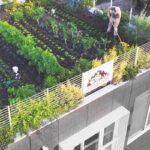 Roof Garden