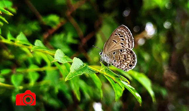 বিশ্ব পরিবেশ দিবসে…শুকনার জঙ্গলে