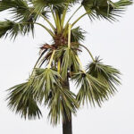 Palm tree