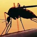 Dengue cases rise