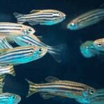 zebrafish