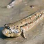 mudskipper