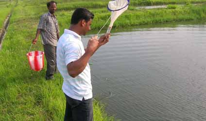 পর্ব-৫২: প্রাকৃতিক উপায়ে মাছের ফলন বাড়াতে পুকুরে উদ্ভিদকণা ও প্রাণীকণার ভারসাম্য ঠিক রাখা জরুরি