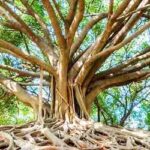 Banyan tree