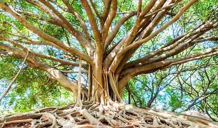 পর্ব-১৫: জাতির কল্যাণে ‘জাতীয় বৃক্ষ’