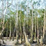 Sundarban-3