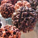 Rudraksha