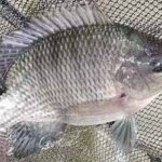 Tilapia Fish 2