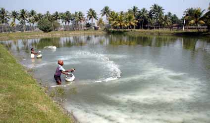 পর্ব-৯৩: আপনার জলাশয়ের জল কতটা পরিশুদ্ধ জানিয়ে দেবে মাছ