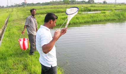 পর্ব-৮২: কীভাবে একসঙ্গে ক্লোরেলা এবং রোটিফারের চাষ করবেন?