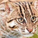 Fishing Cat