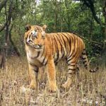 Sundarban-4