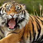 Sundarban tiger-1
