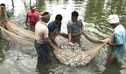 পর্ব-১০২: ডিমপোনাই হোক বা ধানীপোনা—পুকুরে ছাড়ার সঠিক সময় কখন?