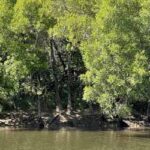 Sundarban 47d