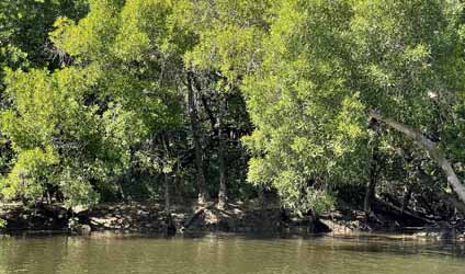 সুন্দরবনের বারোমাস্যা, পর্ব-৪৭: সুন্দরবনের ম্যানগ্রোভ ও লৌকিক চিকিৎসা—বাইন ও গর্জন