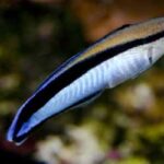 Bluestreak cleaner wrasse