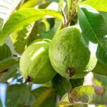 Guava Leaves Benefits