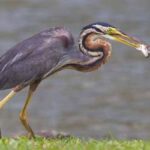 Sundarban Cover