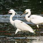 Sundarban_A3