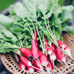 Radish Leaves Benefits