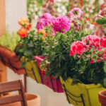 Balcony Flower