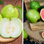 Guava