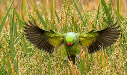 সুন্দরবনের বারোমাস্যা, পর্ব-৮২: সুন্দরবনের পাখি—টিয়া