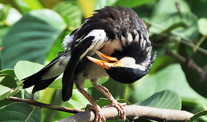 সুন্দরবনের বারোমাস্যা, পর্ব-৯১: গো-শালিক