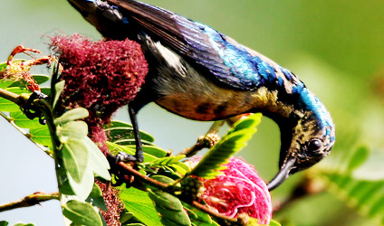 সুন্দরবনের বারোমাস্যা, পর্ব-৯২: দুর্গা টুনটুনি