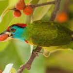 Sundarban_EP-99E