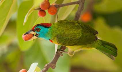 সুন্দরবনের বারোমাস্যা, পর্ব-৯৯: বসন্ত-বৌরি