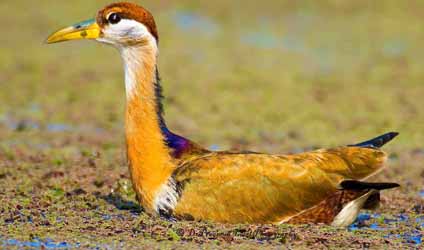 কলকাতায় বৃষ্টি