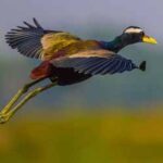 Sundarban_EP-103E