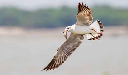 সুন্দরবনের বারোমাস্যা, পর্ব-১০৫: গাঙচিল