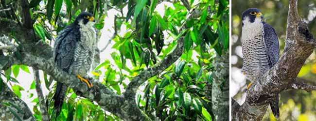 কলকাতায় বৃষ্টি