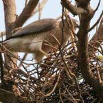 Sundarban_EP-106Cover