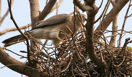 সুন্দরবনের বারোমাস্যা, পর্ব-১০৬: বাজ
