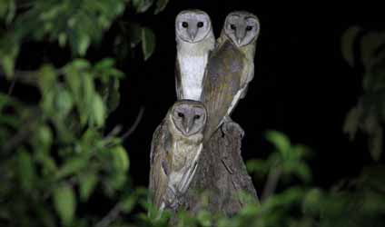 কলকাতায় বৃষ্টি