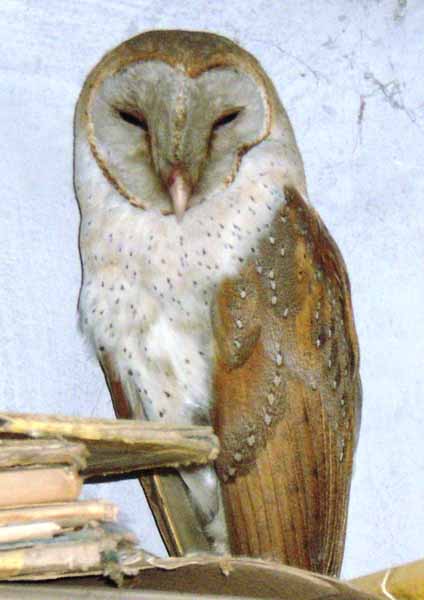 কলকাতায় বৃষ্টি