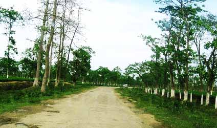 অসমের আলো অন্ধকার, পর্ব-৫৬: অসমের ইতিহাস বিজড়িত রাস্তা ‘ধোদর আলি’