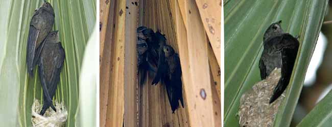 কলকাতায় বৃষ্টি