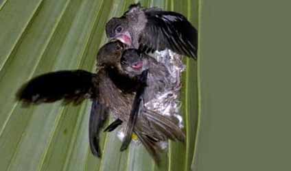 কলকাতায় বৃষ্টি