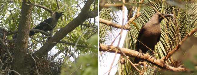 কলকাতায় বৃষ্টি