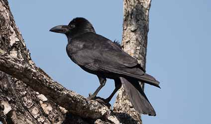 সুন্দরবনের বারোমাস্যা, পর্ব-১১২: দাঁড়কাক