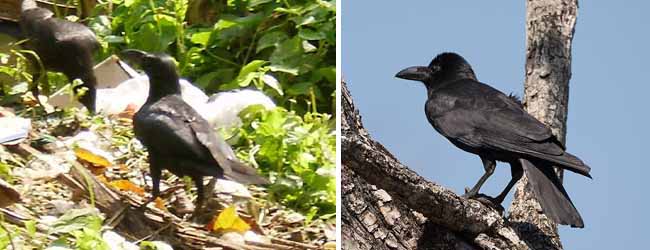 কলকাতায় বৃষ্টি