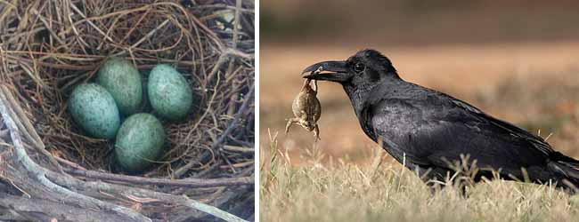 কলকাতায় বৃষ্টি
