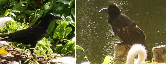 কলকাতায় বৃষ্টি