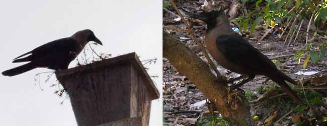 কলকাতায় বৃষ্টি